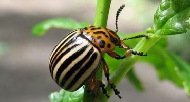 Jak se trvale zbavit mandelinky bramborové, její vzhled a prostředky kontroly